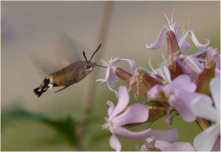 Taubenschwänzchen (Macroglossum stellatarum)