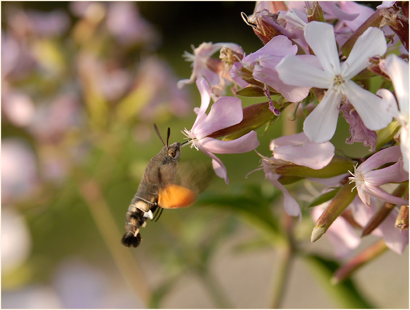 Taubenschwänzchen (Macroglossum stellatarum)