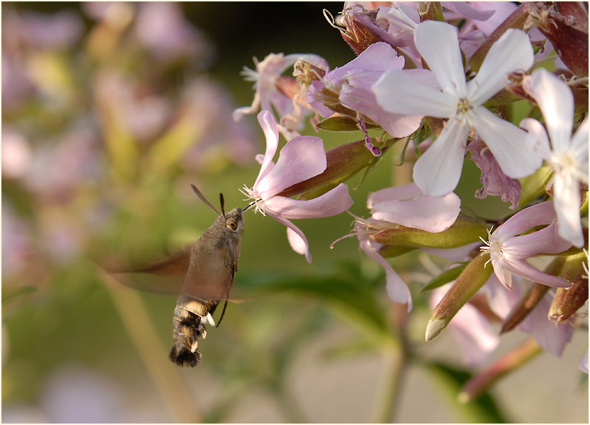 Taubenschwänzchen (Macroglossum stellatarum)