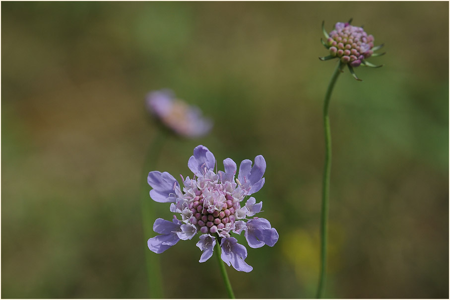 Tauben-Skabiose (Scabiosa columbaria)