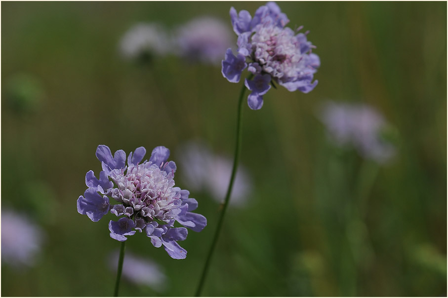 Tauben-Skabiose (Scabiosa columbaria)