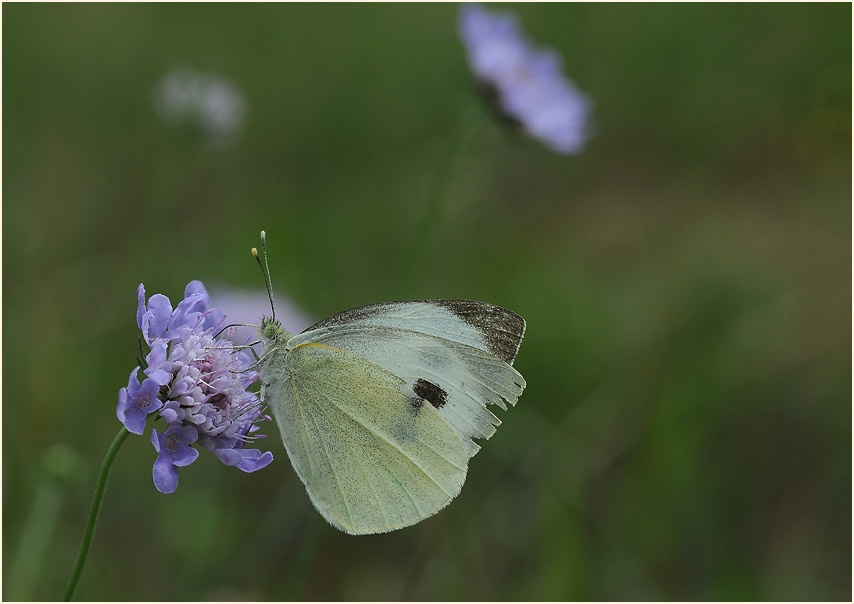 Tauben-Skabiose (Scabiosa columbaria)