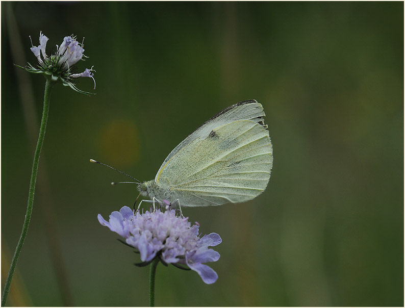 Tauben-Skabiose (Scabiosa columbaria)