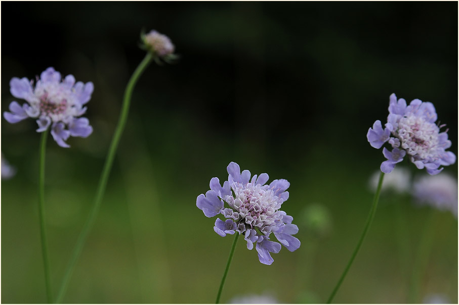 Tauben-Skabiose (Scabiosa columbaria)