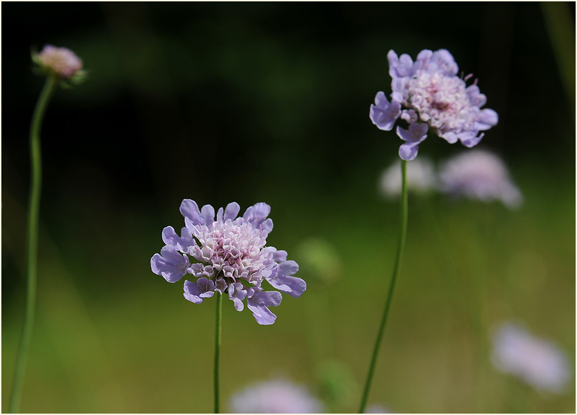 Tauben-Skabiose (Scabiosa columbaria)