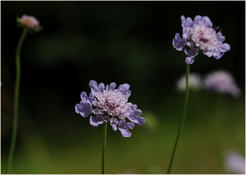 Tauben-Skabiose (Scabiosa columbaria)