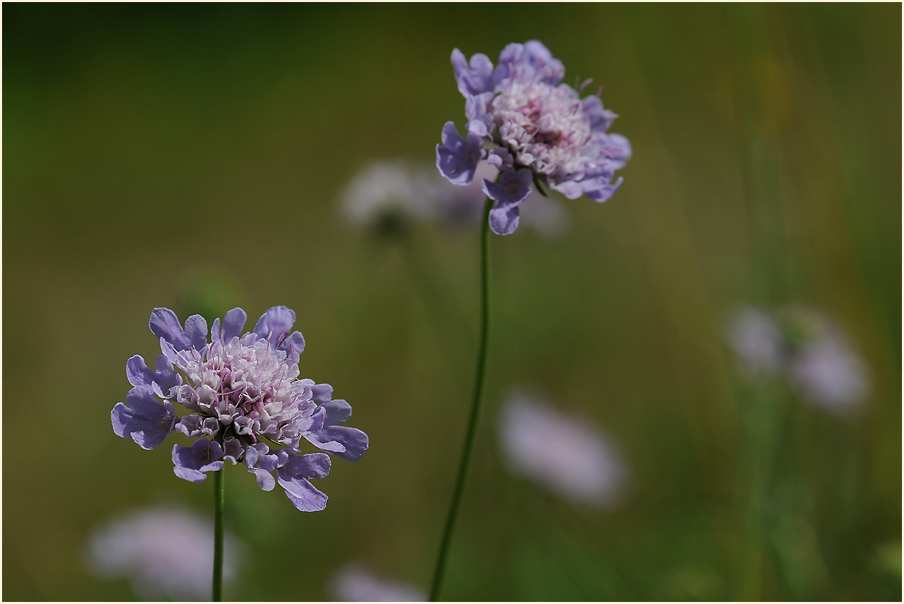 Tauben-Skabiose (Scabiosa columbaria)