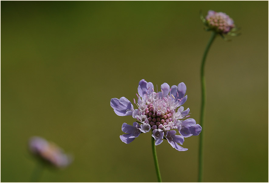 Tauben-Skabiose (Scabiosa columbaria)