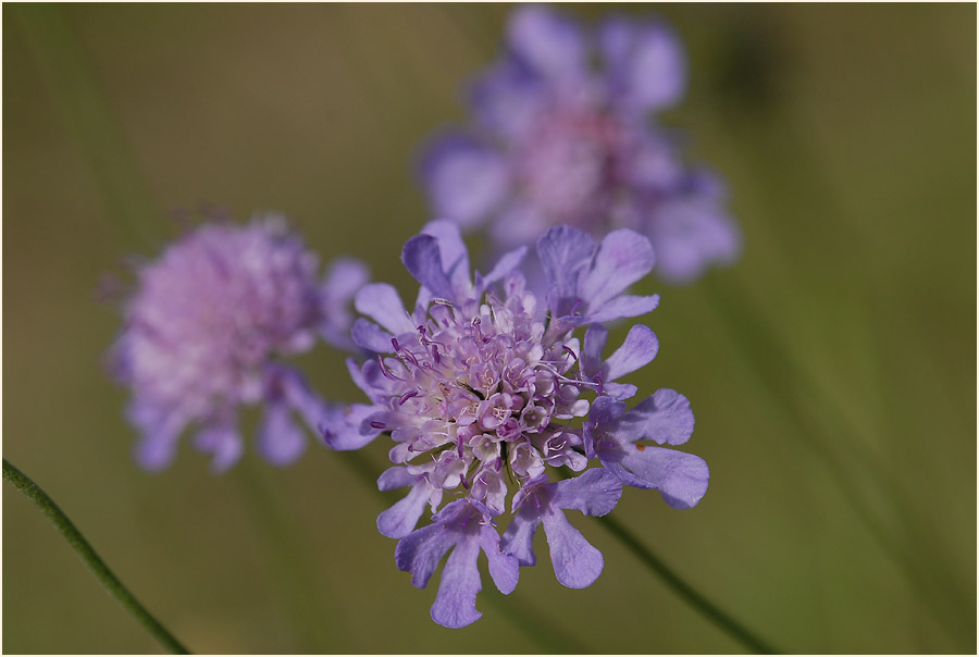 Tauben-Skabiose (Scabiosa columbaria)