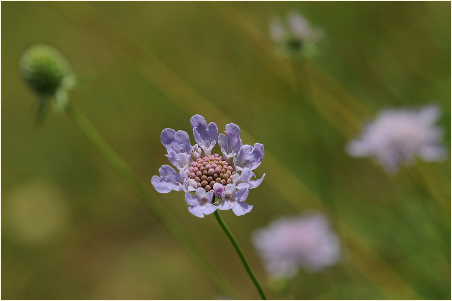 Tauben-Skabiose (Scabiosa columbaria)