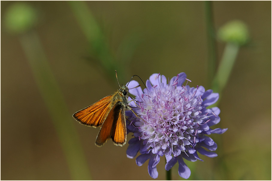 Tauben-Skabiose (Scabiosa columbaria)