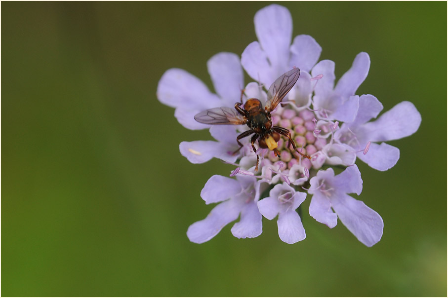 Tauben-Skabiose (Scabiosa columbaria)