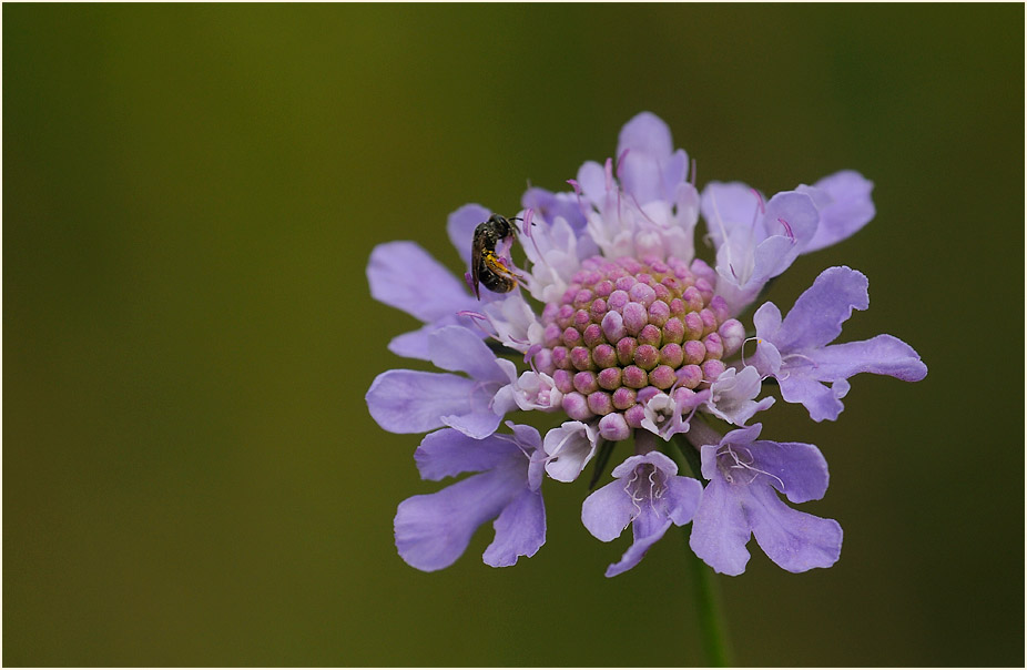 Tauben-Skabiose (Scabiosa columbaria)