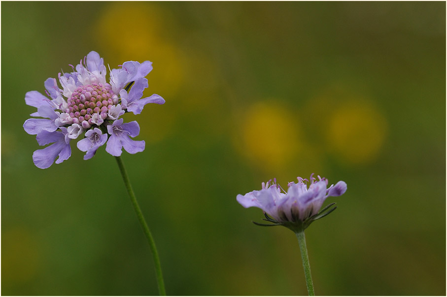 Tauben-Skabiose (Scabiosa columbaria)