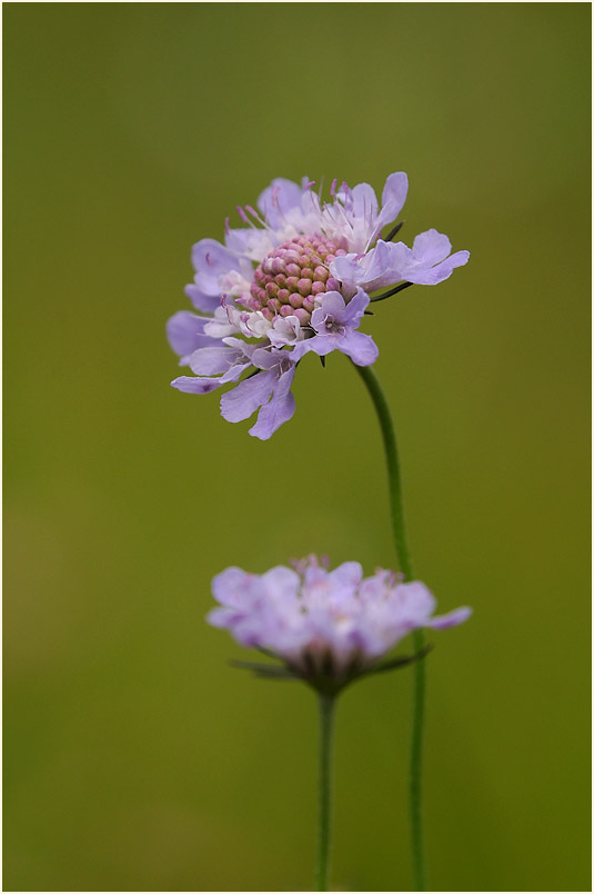 Tauben-Skabiose (Scabiosa columbaria)