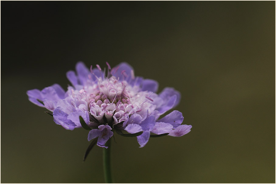 Tauben-Skabiose (Scabiosa columbaria)