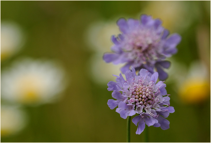 Tauben-Skabiose (Scabiosa columbaria)