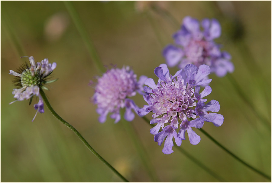 Tauben-Skabiose (Scabiosa columbaria)