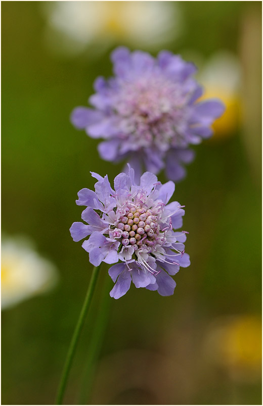 Tauben-Skabiose (Scabiosa columbaria)