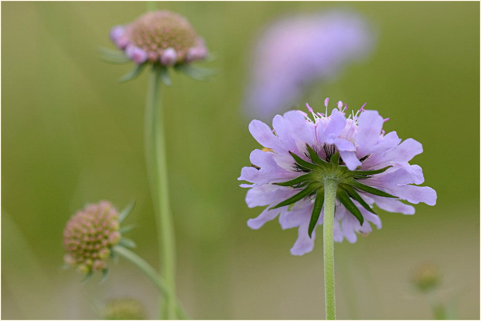 Tauben-Skabiose (Scabiosa columbaria)