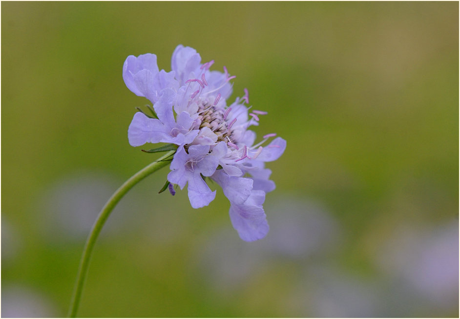 Tauben-Skabiose (Scabiosa columbaria)