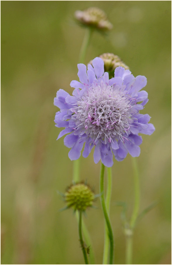 Tauben-Skabiose (Scabiosa columbaria)