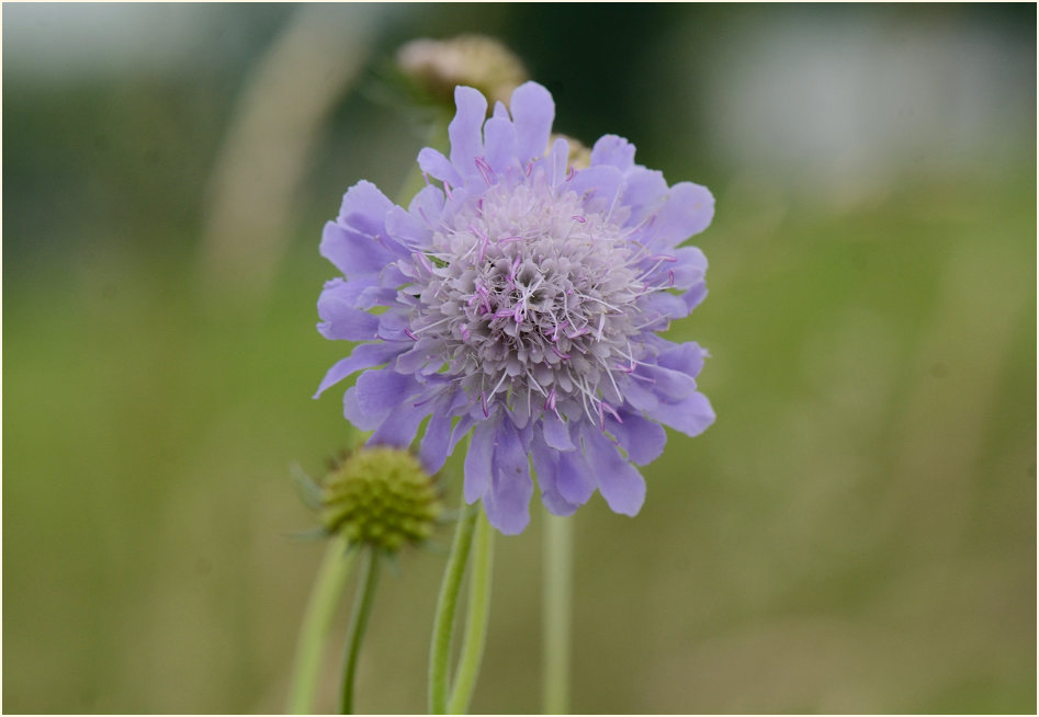 Tauben-Skabiose (Scabiosa columbaria)