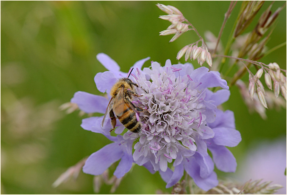 Tauben-Skabiose (Scabiosa columbaria)