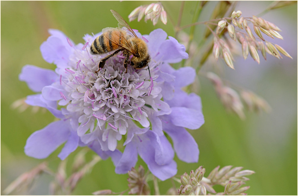 Biene, Tauben-Skabiose (Scabiosa columbaria)