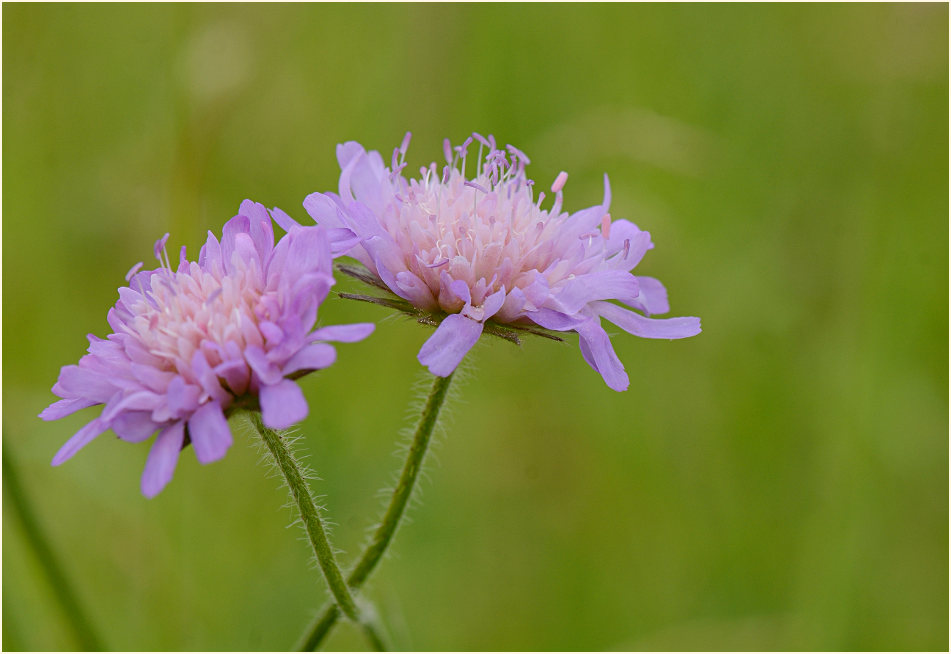 Tauben-Skabiose (Scabiosa columbaria)