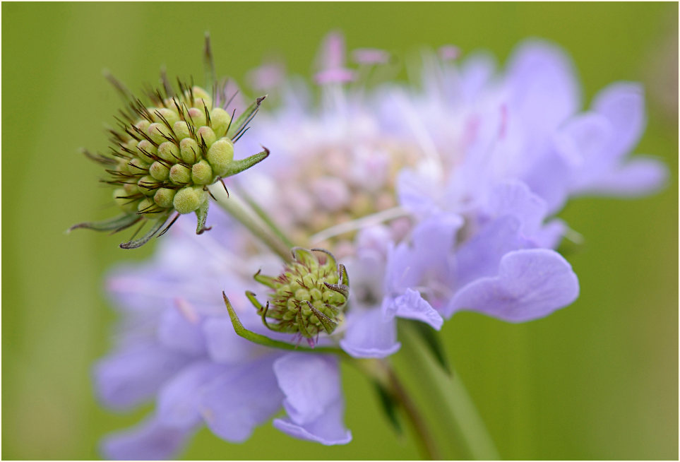 Tauben-Skabiose (Scabiosa columbaria)