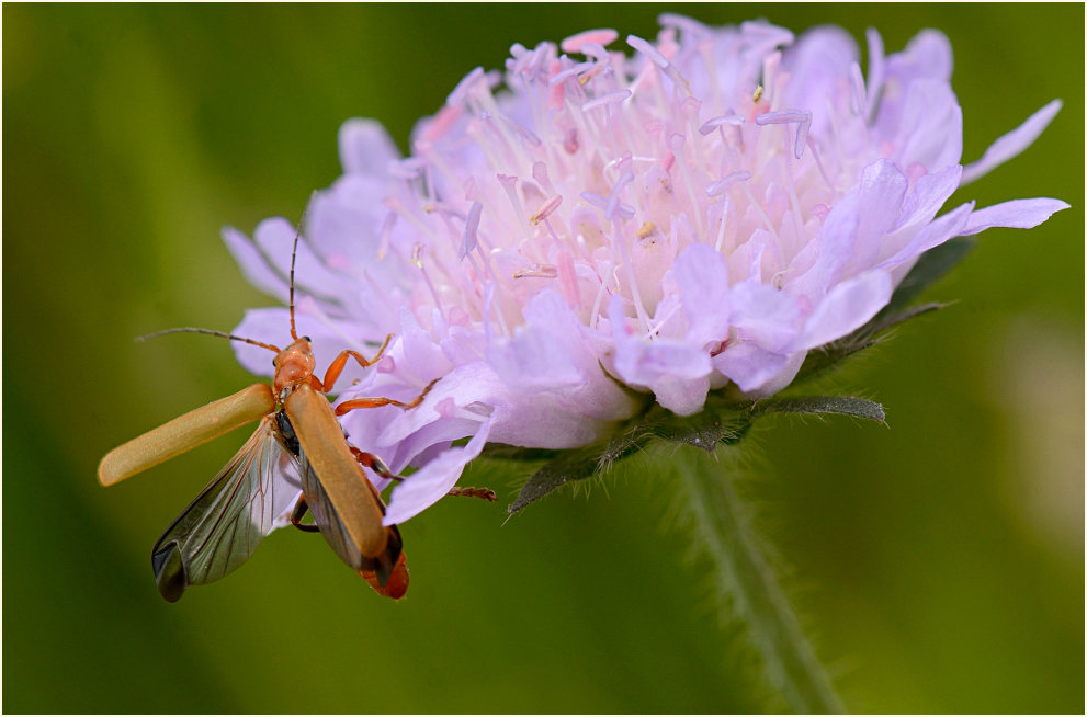 Brauner Weichkäfer, Tauben-Skabiose (Scabiosa columbaria)