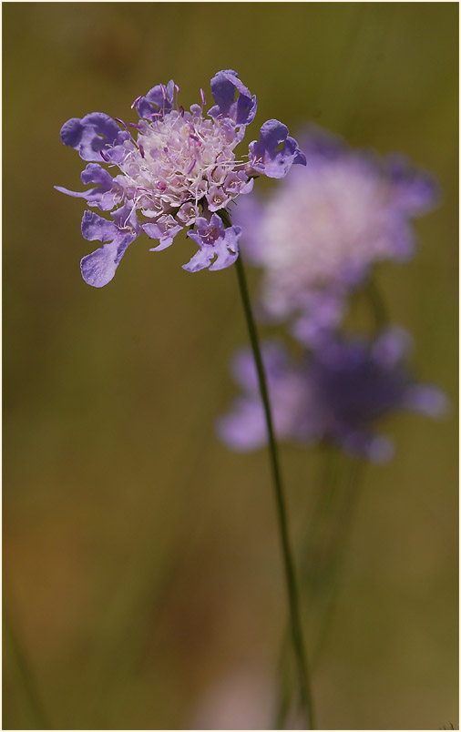 Tauben-Skabiose (Scabiosa columbaria)