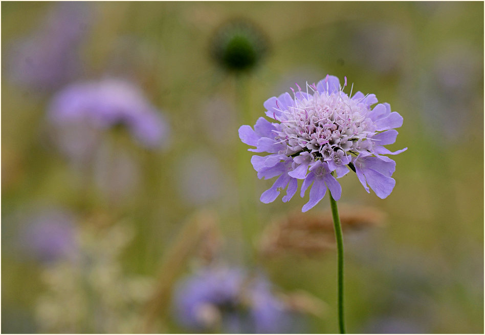 Tauben-Skabiose (Scabiosa columbaria)