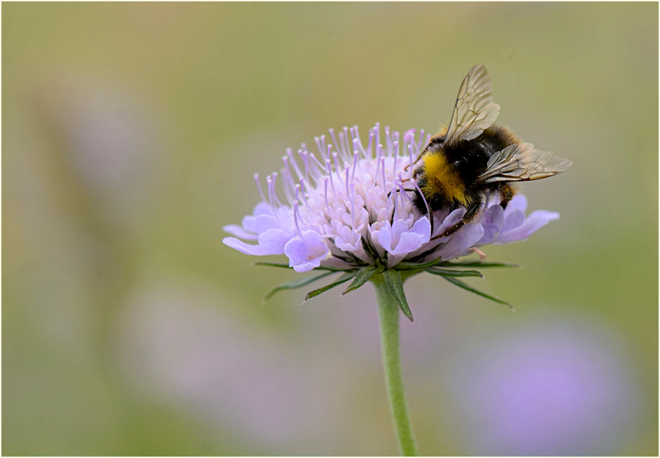 Hummel, Tauben-Skabiose (Scabiosa columbaria)