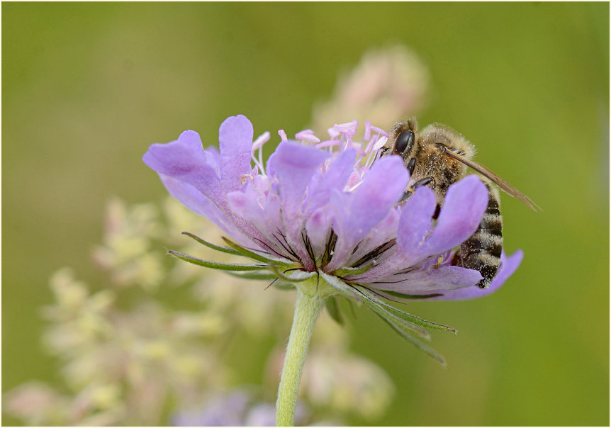 Biene, Tauben-Skabiose (Scabiosa columbaria)