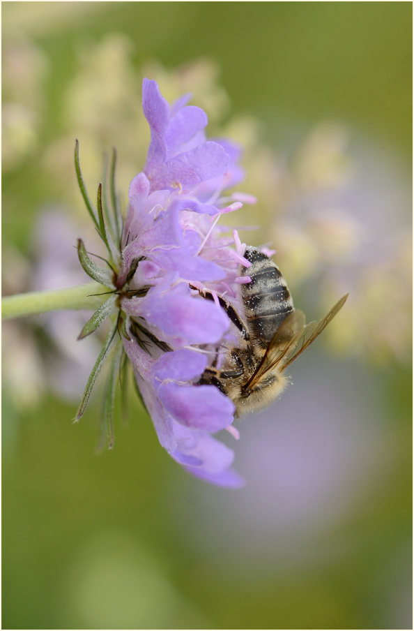 Biene, Tauben-Skabiose (Scabiosa columbaria)