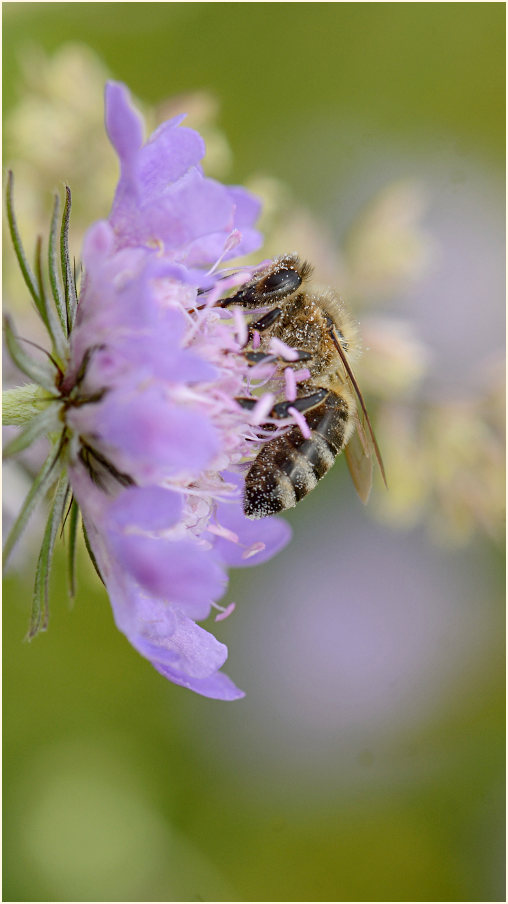 Biene, Tauben-Skabiose (Scabiosa columbaria)