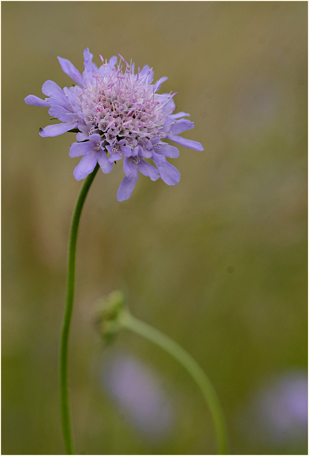 Tauben-Skabiose (Scabiosa columbaria)