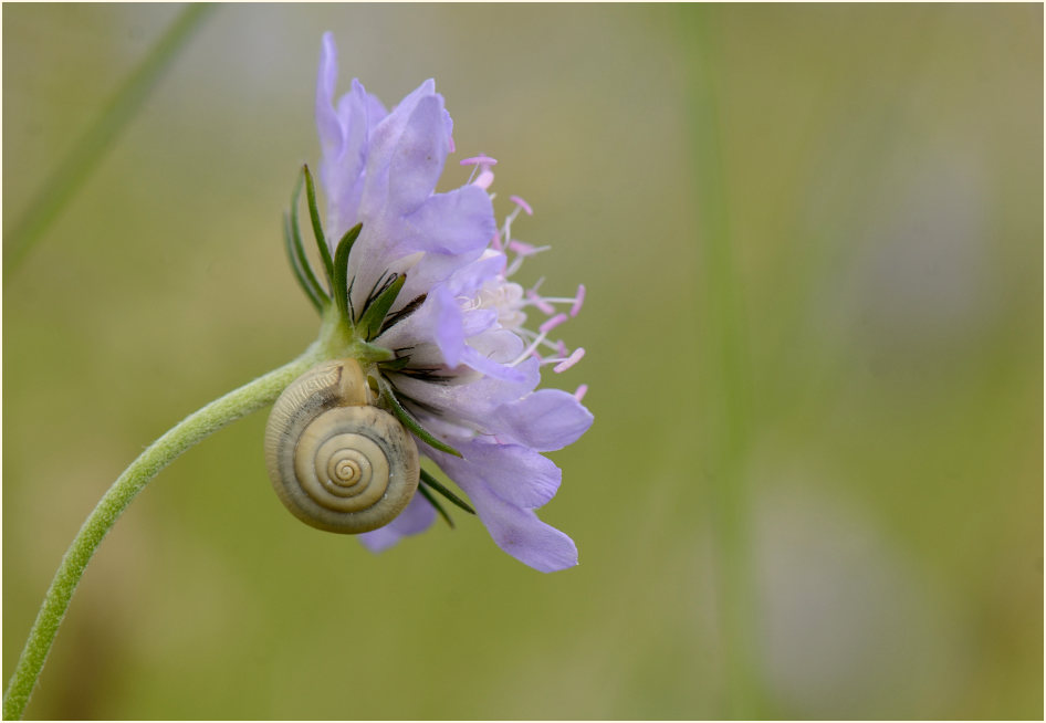 Tauben-Skabiose (Scabiosa columbaria)