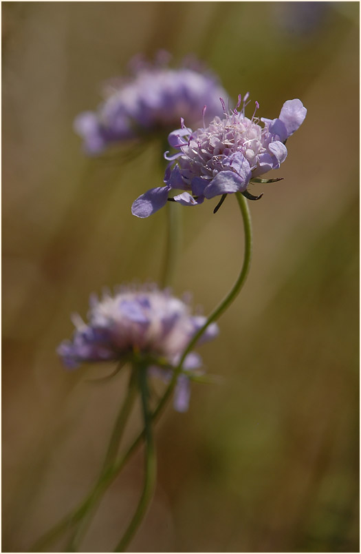 Tauben-Skabiose (Scabiosa columbaria)