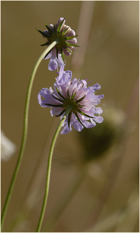 Tauben-Skabiose (Scabiosa columbaria)