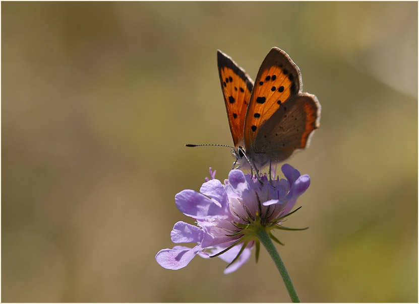 Tauben-Skabiose (Scabiosa columbaria)