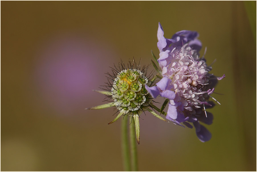 Tauben-Skabiose (Scabiosa columbaria)