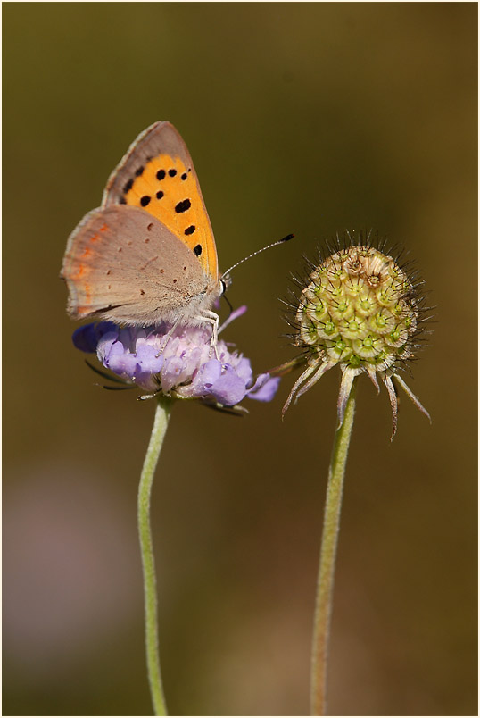 Tauben-Skabiose (Scabiosa columbaria)