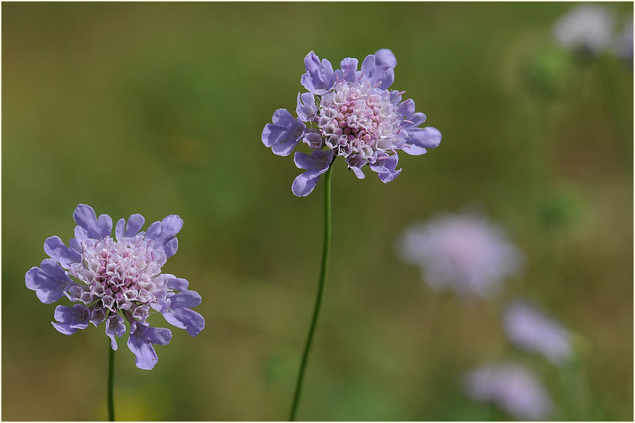 Tauben-Skabiose (Scabiosa columbaria)