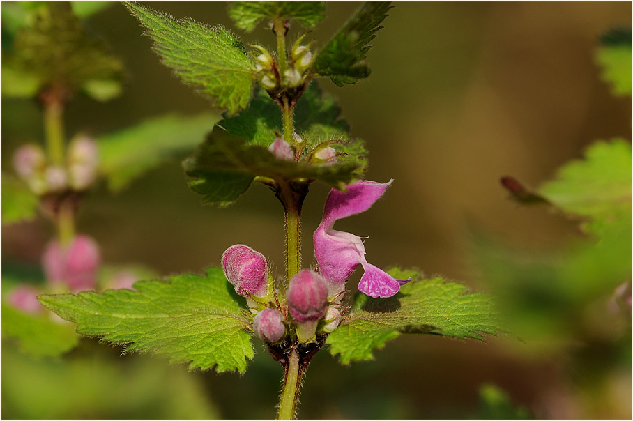 Gefleckte Taubnessel (Lamium maculatum)