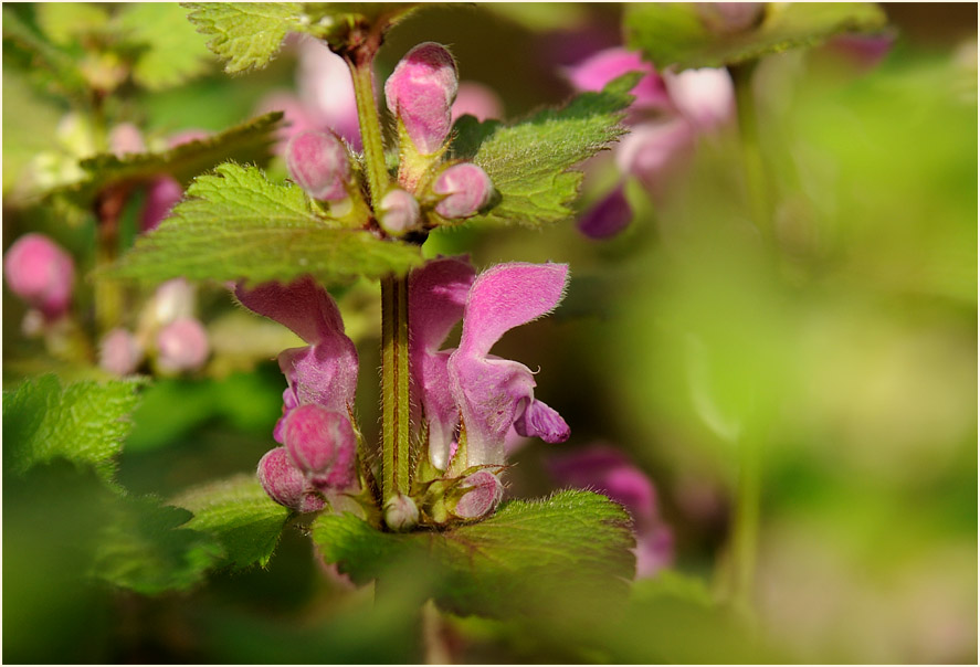 Gefleckte Taubnessel (Lamium maculatum)