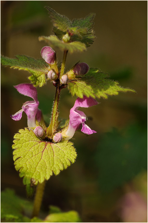 Gefleckte Taubnessel (Lamium maculatum)