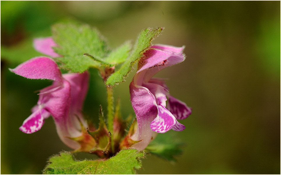 Gefleckte Taubnessel (Lamium maculatum)